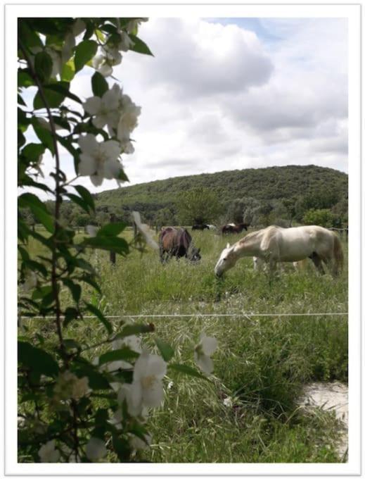 Charming Small House Close To Uzes Foissac  エクステリア 写真
