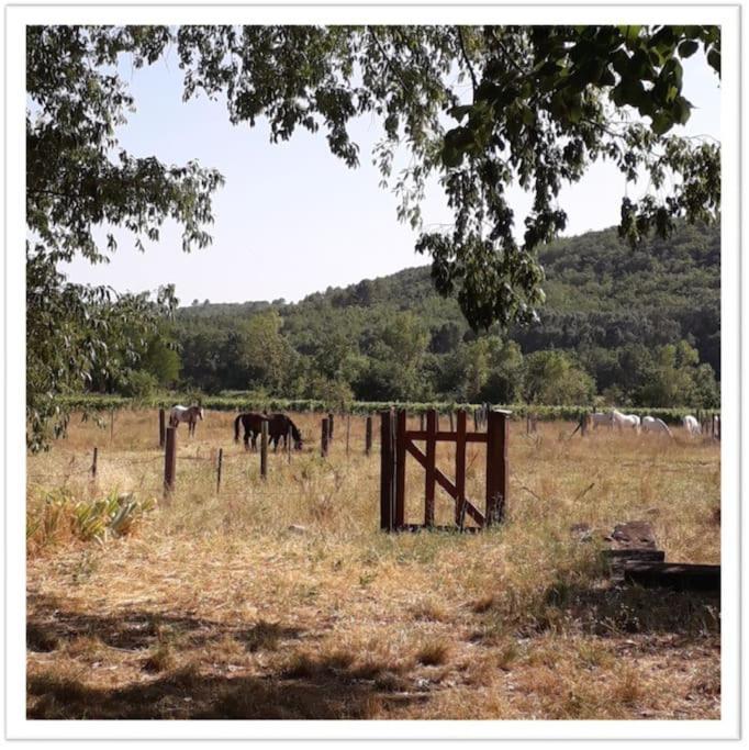 Charming Small House Close To Uzes Foissac  エクステリア 写真